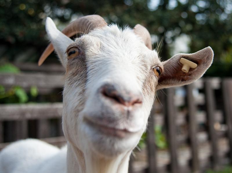 Game of Goats – Game of Thrones Intro mit Ziegen